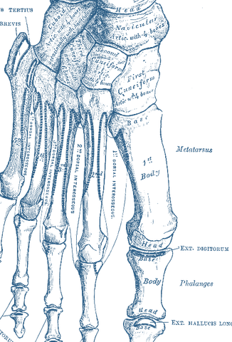 Gray's Anatomy foot bones illustration