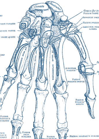 Gray's Anatomy hand bones illustration