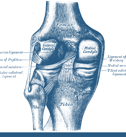 Gray's Anatomy knee joint illustration