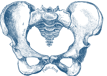 Gray's Anatomy pelvis and sacrum illustration