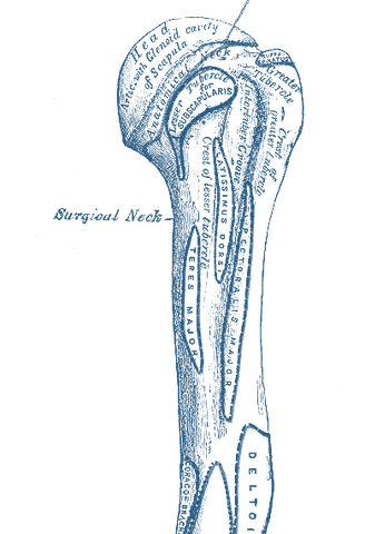 Gray's Anatomy humerus shoulder-elbow illustration
